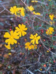 Hibbertia stellaris