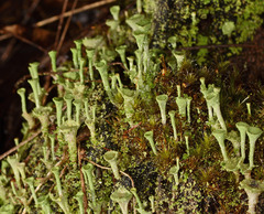 Cladonia subsquamosa