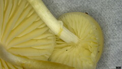 Oudemansiella mucida