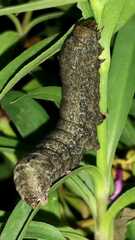 Spodoptera cosmioides