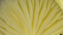 Oudemansiella mucida