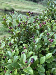 Syzygium elliptifolium