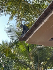 Cercopithecus mitis albogularis