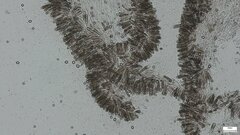 Oudemansiella mucida