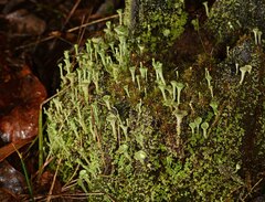 Cladonia subsquamosa