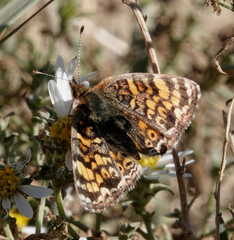 Phyciodes tharos orantain