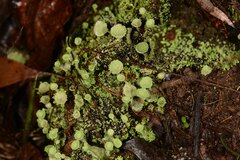Cladonia subsquamosa