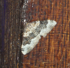 Epirrhoe galiata