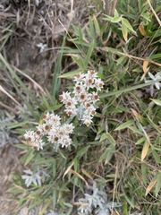 Anaphalis morrisonicola