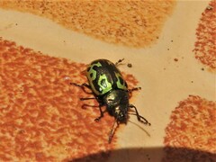 Zygogramma signatipennis