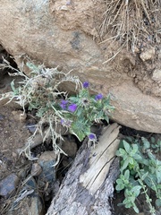 Carduus pycnocephalus