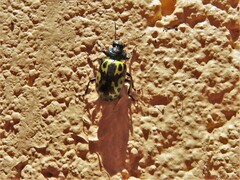 Zygogramma signatipennis