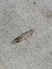 Phycitodes reliquellum