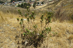 Baccharis latifolia