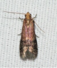 Eulogia ochrifrontella