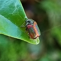Cryptocephalinae