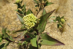 Baccharis latifolia