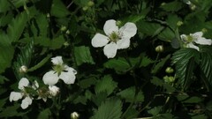Rubus fruticosus