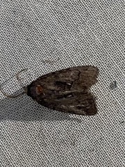 Chytonix palliatricula