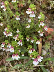 Euphrasia transmorrisonensis