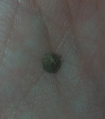 Medicago orbicularis