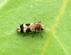 Tonkinula aurofasciata