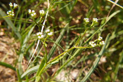 Valerianella