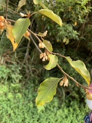 Elaeagnus thunbergii