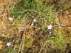 Wahlenbergia undulata