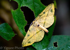 Omiza miliaria