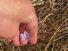 Wahlenbergia undulata