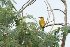 Oriolus chinensis
