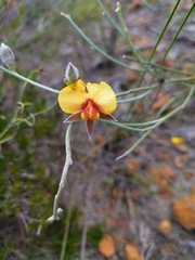 Jacksonia restioides