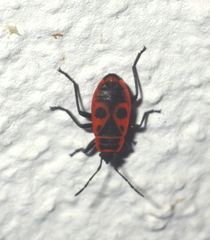 Pyrrhocoris apterus