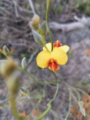 Jacksonia restioides