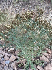 Hypericum perforatum perforatum