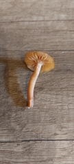 Tubaria furfuracea