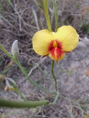 Jacksonia restioides
