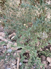 Hypericum perforatum perforatum