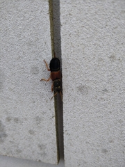 Staphylinus dimidiaticornis