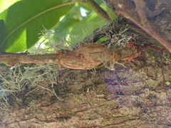 Callirhytis quercussuttoni