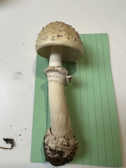 Amanita