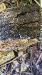 Pluteus podospileus