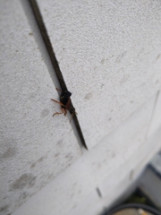 Staphylinus dimidiaticornis