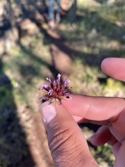 Trifolium willdenovii