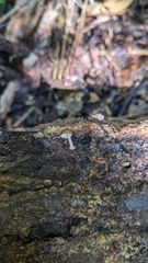 Pluteus podospileus