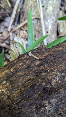 Pluteus podospileus