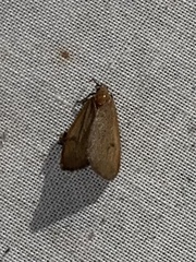 Virbia opella