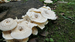 Lentinus substrictus