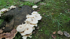 Lentinus substrictus